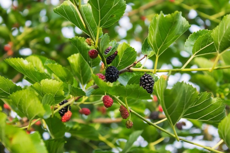  今月の果物：ブラックベリー