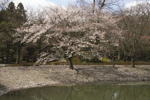  桜、日本の桜のスペクタクル