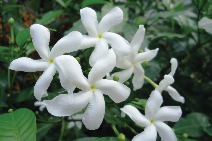  ジャスミン、魅惑的な香りを放つつる性のつる植物
