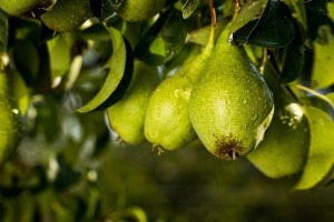  梨の木の生物学的手法