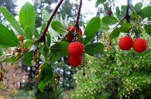  健康に役立つ植物、イチゴの木