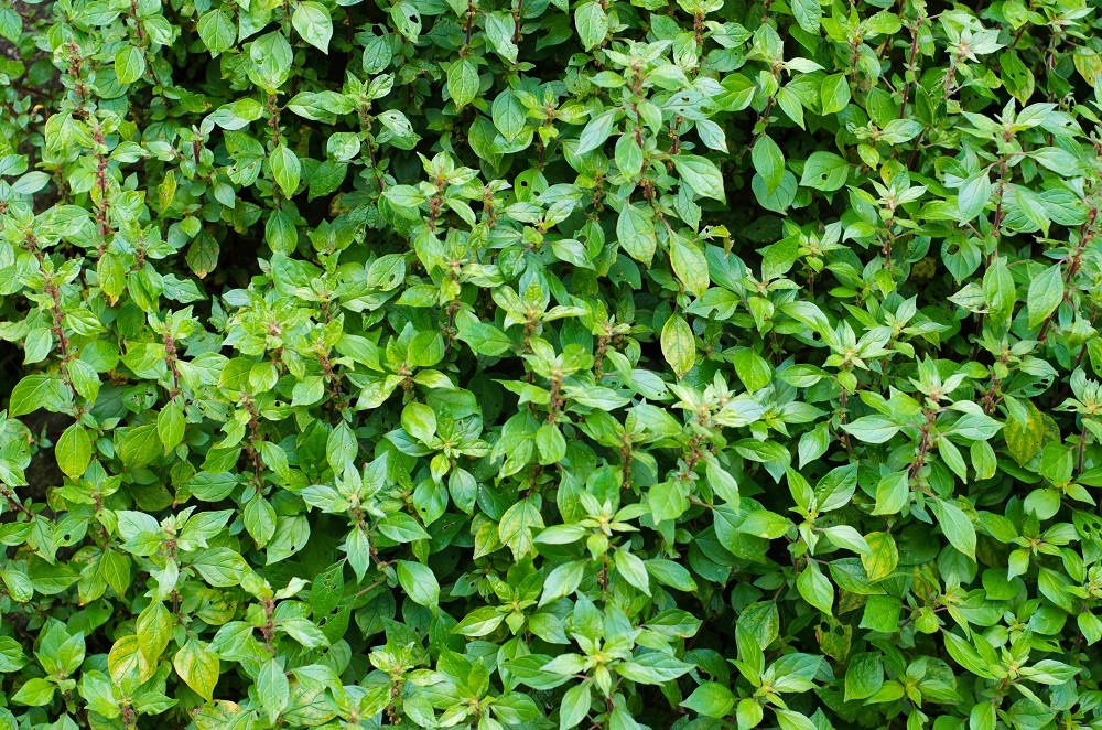  Alfavaca, en hälsofrämjande växt