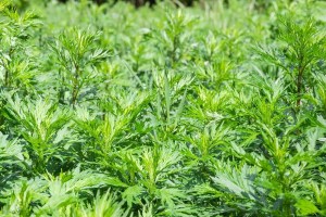  Mugwort, hyödyllinen kasvi terveydelle