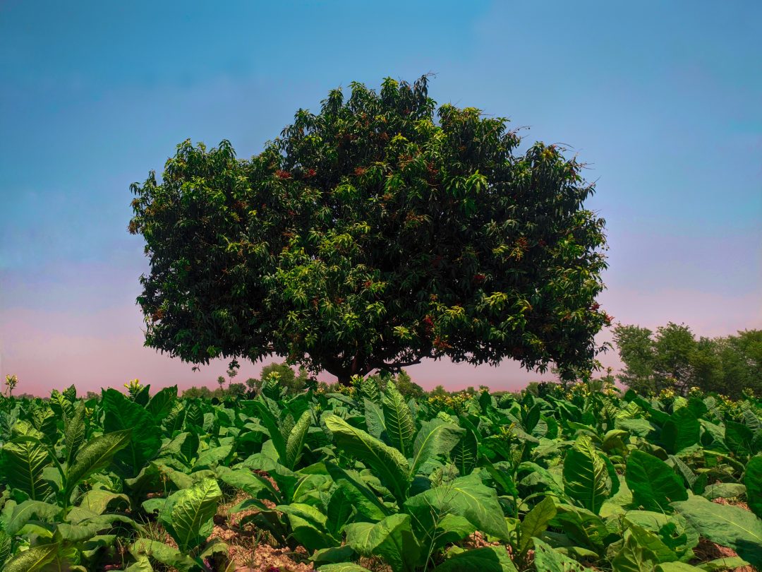  Leer meer over de tabaksplant
