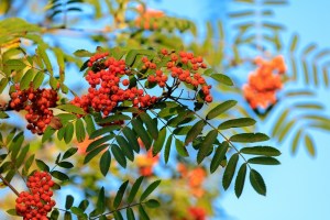  Tramazeira, një bimë e dobishme për shëndetin