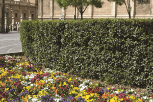  Zátoka v záhrade: ideálna na topiary