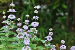 Pennyroyal, aromatični repelent za sadnju u vašem vrtu
