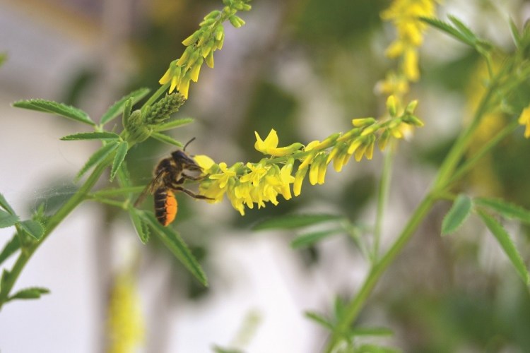  Мелилото и жуженето на пчелите