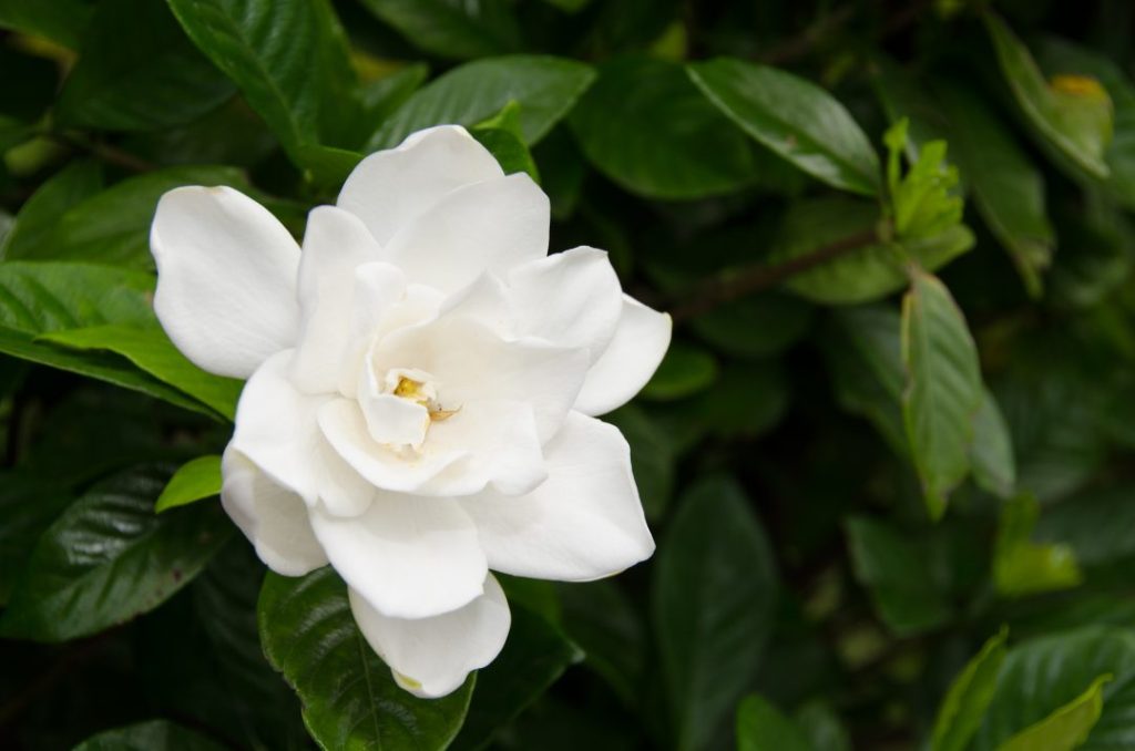  Gardenia, blomst med uimotståelig duft