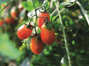  Lær å beskjære tomater