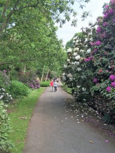  Rhododendron: spektakuläre Blüte