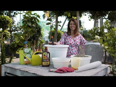  Kako saditi i gnojiti citruse