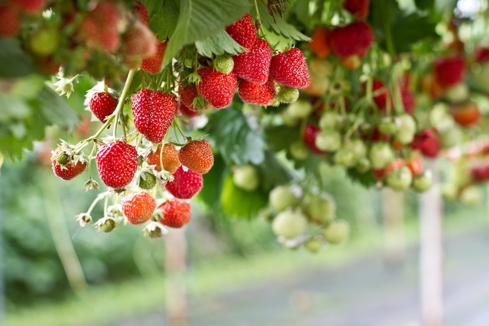  Erdbeerbaum: lernen, wie man ihn anbaut