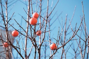  今月の果物：柿