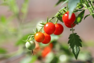  Konsiletoj por plibonigi tomatan produktadon