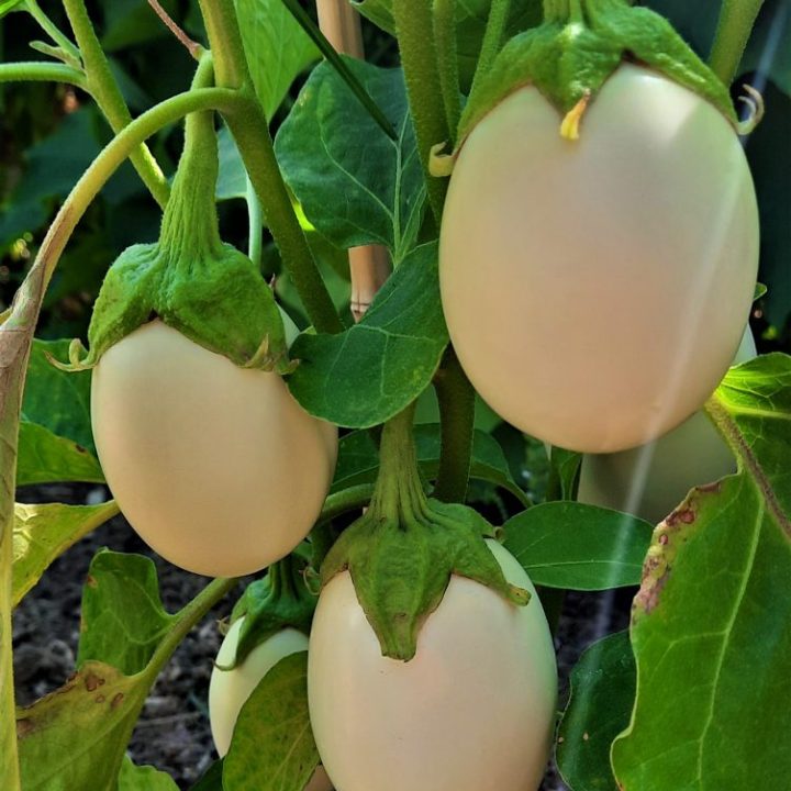  Aubergiini - valkoinen munakoiso