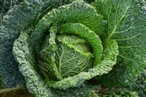  Cabbage Savoy: Çandinî, Pests û bêtir