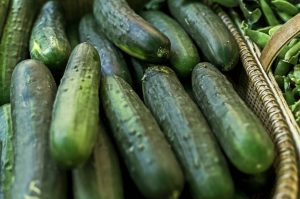  како да одгледувате краставица