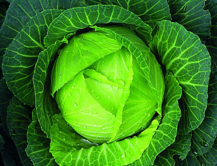  Glasraich na mìosa: Cabbage càl