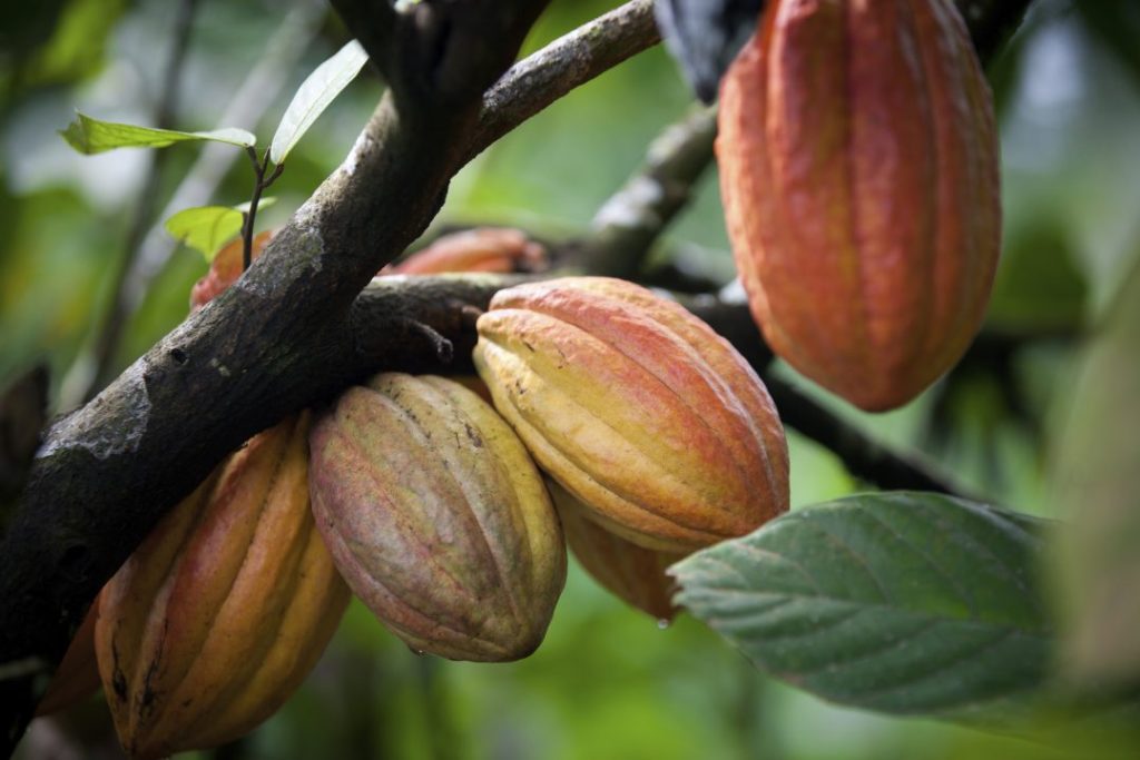  Nga kakao te çokollata: historia dhe origjina