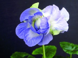  Violetadeparma, eine aristokratische Blume