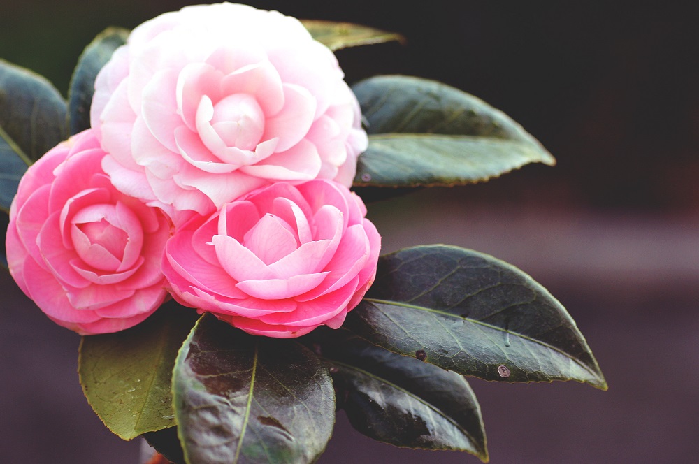  Camellias: ការណែនាំអំពីការថែទាំ