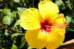  Gli ibiscus, fiori indispensabili in giardino