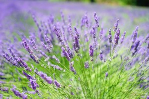  Cara menanam lavender dengan sukses