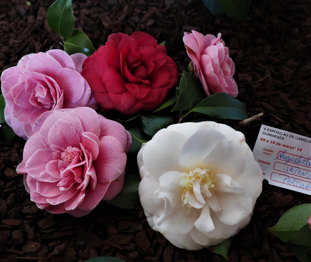  Camellia: rusiah warna na