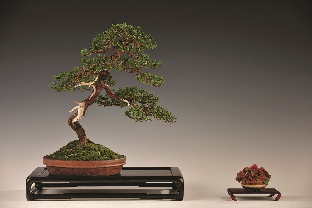  Bonsai: muinaisen taiteen käsite ja merkitys