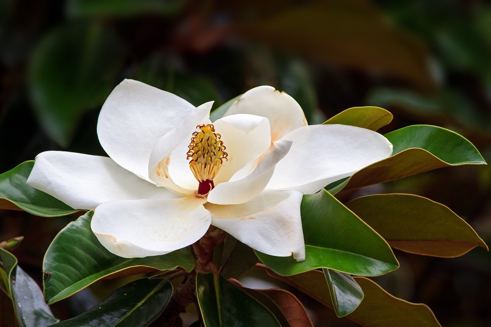  Magnolia: blomstene varsler våren
