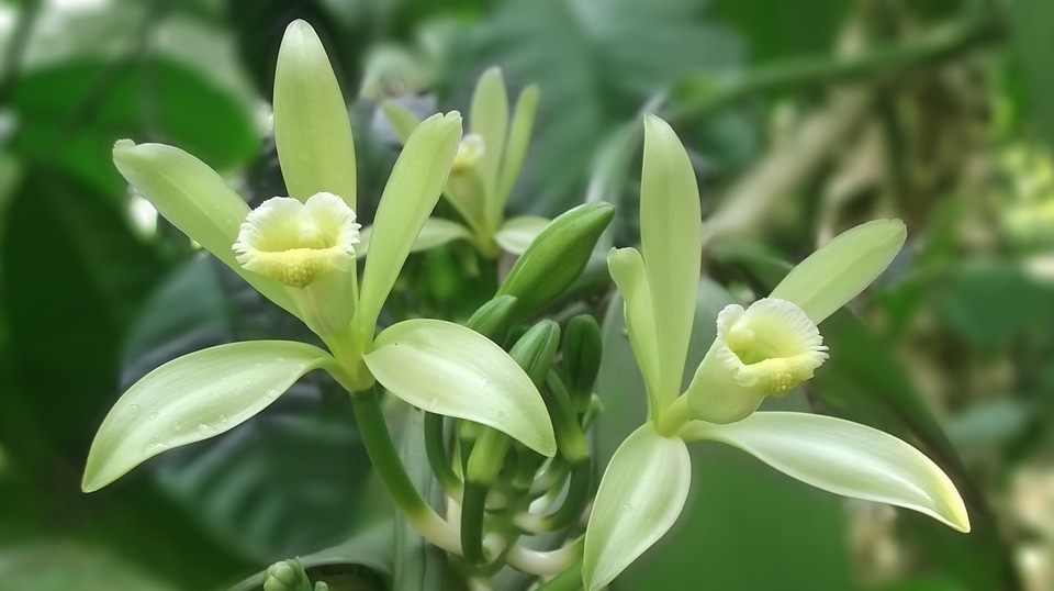  Vanilo, frukto de orkideo