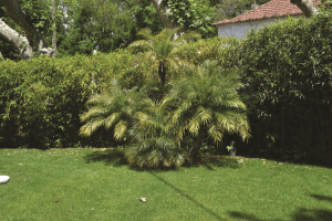  Phoenix roebelenii: çok zarif bir palmiye ağacı