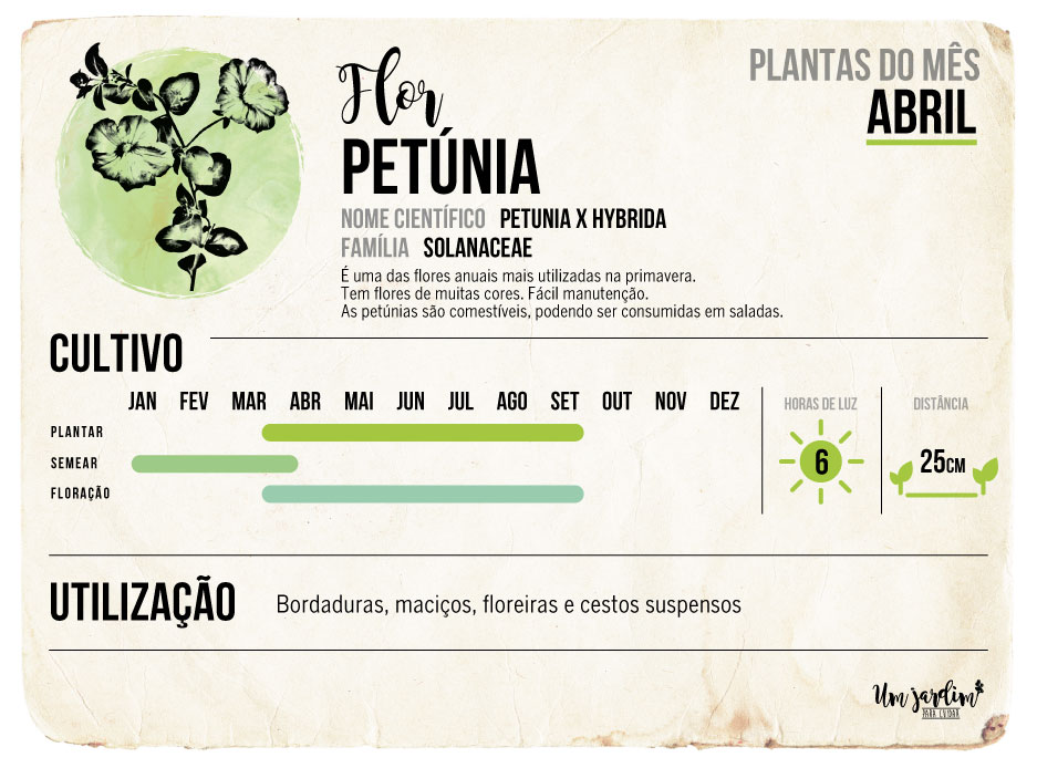  Petunia: ræktun, viðhald og æxlun