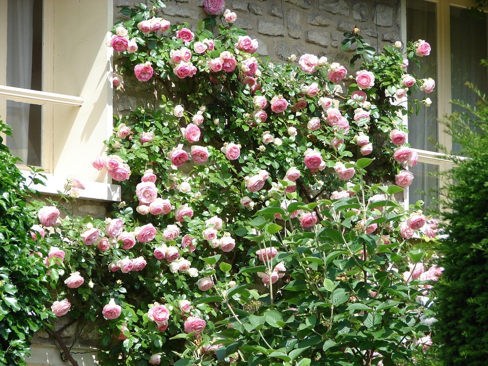  Посадите грмове ружа у својој башти