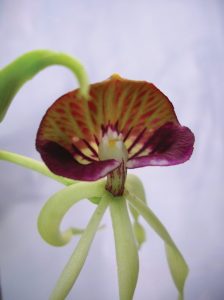  Prosthechea orchideák