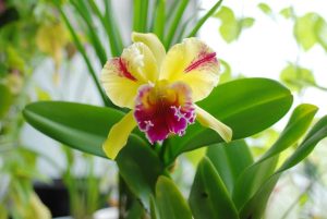  De majestueuze Cattleya orchideeën