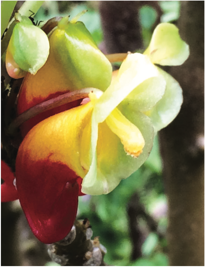  एक पौधा, एक कहानी: मराविल्हास