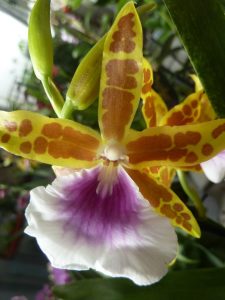  Ezagutu Miltonia eta Miltoniopsis orkideak