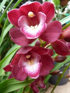  Kumaha miara orkid anjeun dina usum tiis
