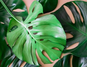  Adomo šonkaulis: sužinokite, kaip auginti madingiausią šimtmečio augalą
