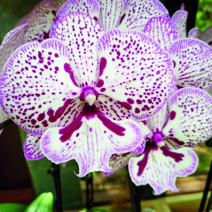 20 faktoj pri orkideoj
