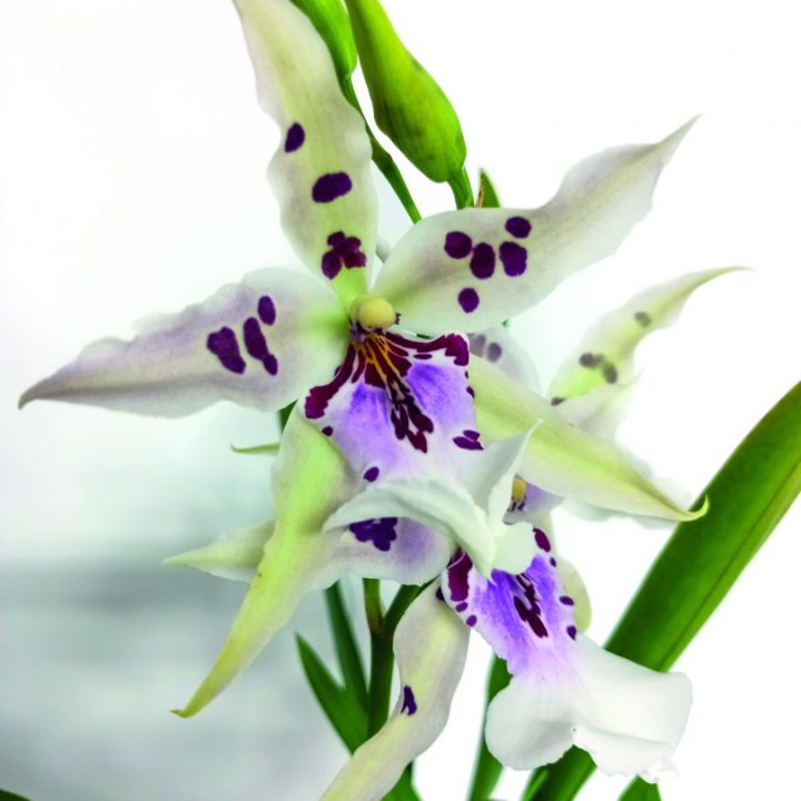  Orchids: Kwa nini Mseto?