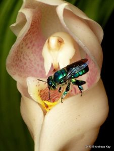  Les orchidées et leurs pollinisateurs