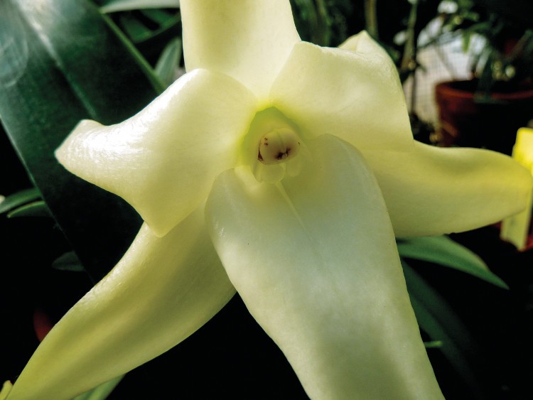  L'orchidée de Darwin