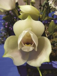  Anguloa, orchidslipa ya kuvutia
