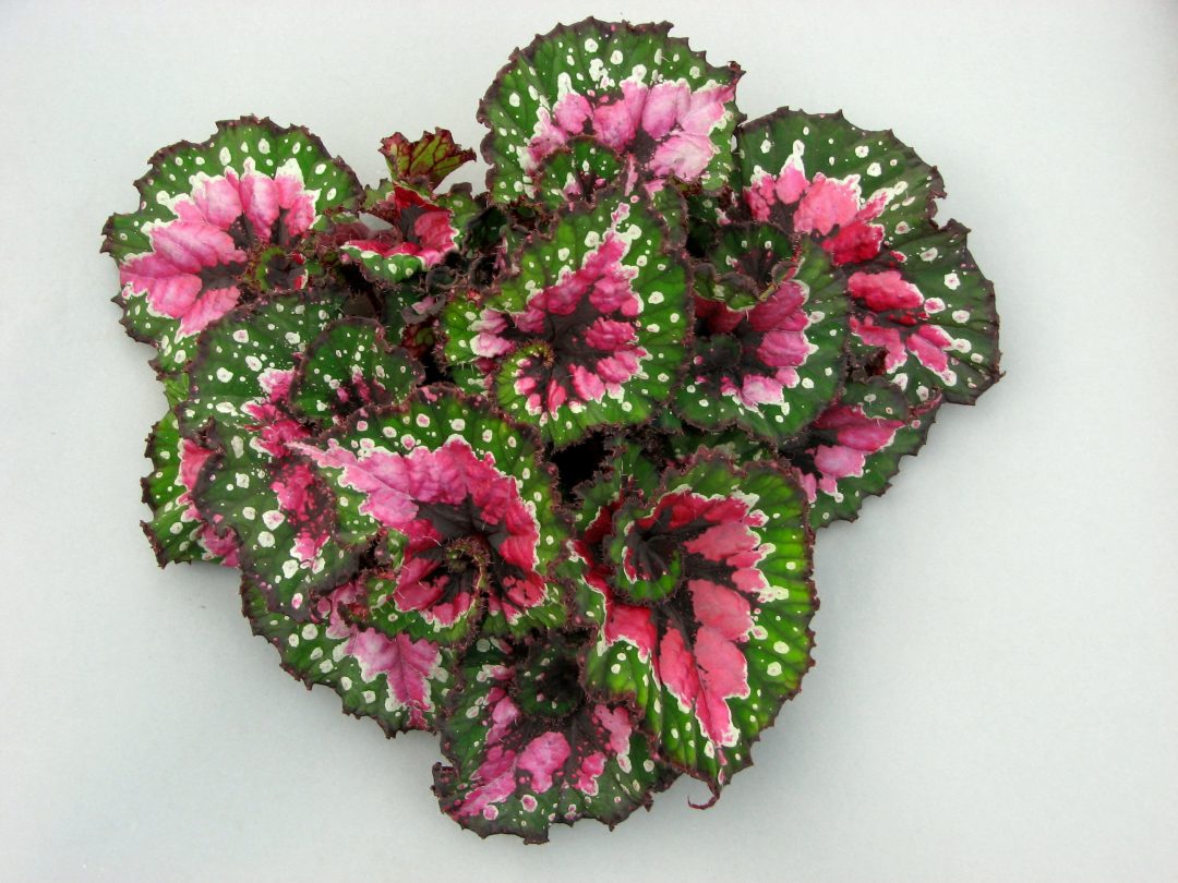  Begonia Rex, begonien munduko erregina