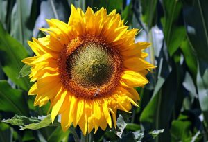  Bentuk budidaya bunga matahari