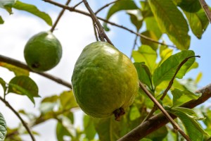  Guava kultur