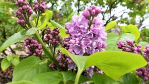  Lilac, tanaman yang beraroma nikmat